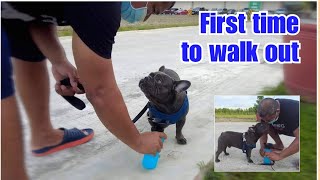 Walking French bulldog for the first time | How we prepared?