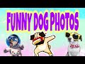 Funny dog photos  try not to laugh  balahurang komikera  funnydogs trynottolaugh