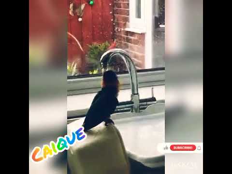 Caique Parrot getting shower