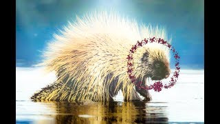 QUIZ DI CULTURA GENERALE ITALIANA e MONDIALE screenshot 2