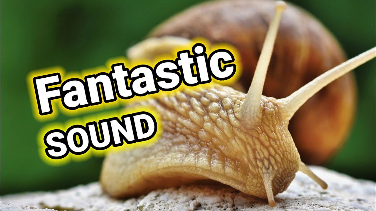 Snail sound, as you have not listen before. YouTube