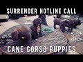 11 Cane Corso Puppies Rescued | New York Bully Crew