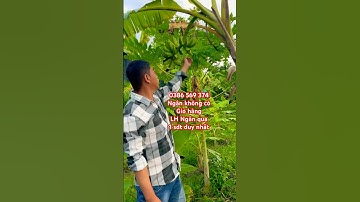 Cây Chuối nàng tiên | 0386569374 - Ngọc Ngân Bến Tre | Chuyên cây độc lạ