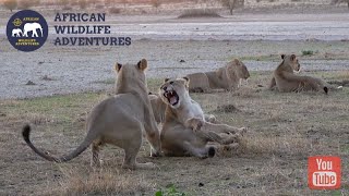 Lions Play Fighting & Cuddling In Kgalagadi National Park