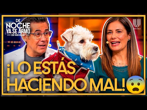 ¡Cuidado! Estos errores pueden enfermar a tu perro