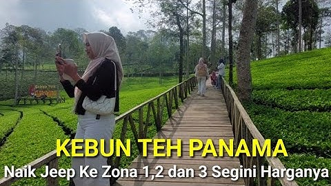 Indahnya View Dan suasana Kebun Teh Panama wonosobo Bikin Betah