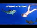 SWIMMING WITH SHARKS WITH NO CAGE!!