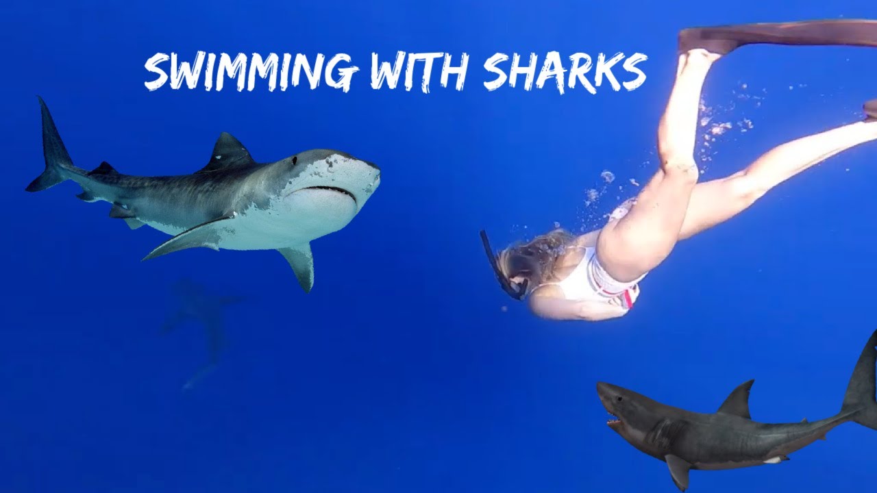 SWIMMING WITH SHARKS WITH NO CAGE!!
