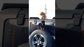 ROTTWEILERXLABRADOR🦁 PUPPY IN THAR STATUS/#viral#shorts#trending#rottweiler#thar#tharlover#trend#og