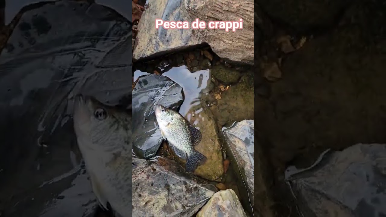 pesca de crappi 