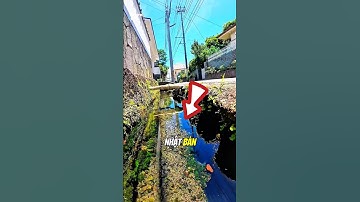 Nhật Bản sạch đến mức có thể nuôi cá koi dưới cống
