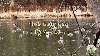 How To Keep Geese Off Your Lawn