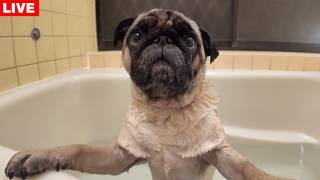 【生配信】前回のお花見LIVE反省会→お風呂で新しいシャンプー使ってみます