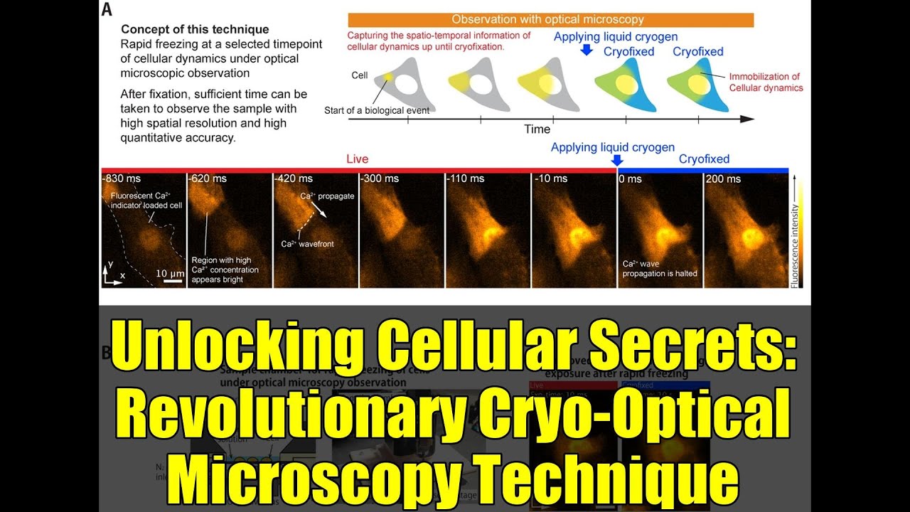 Unlocking Cellular Secrets: Revolutionary Cryo-Optical Microscopy Technique