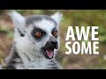 Why are lemurs so awesome?