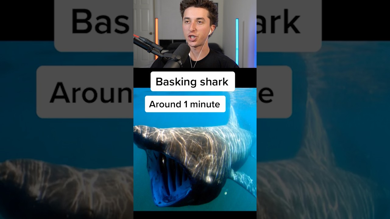 Animals That Kill FAST!