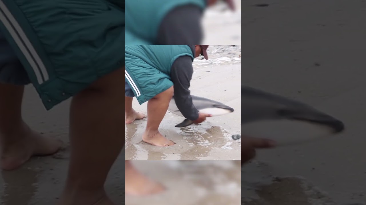 Caring Family Rescues Dolphin | Hero Of The Week