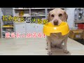 Labrador Has These 5 Major Shortcomings Why Are People Rushing To Raise It Labrador Has These 5 Major Shortcomings Why Are People Rushing To Raise It