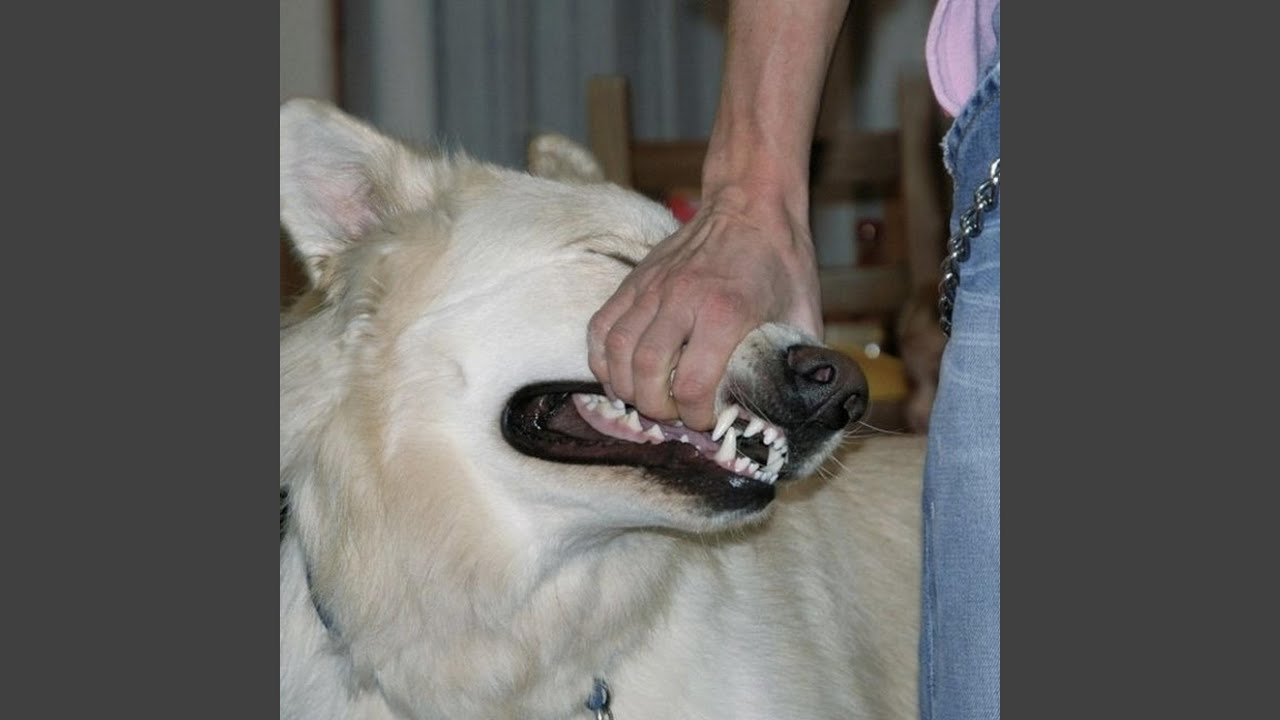 Watch Wish on YouTube