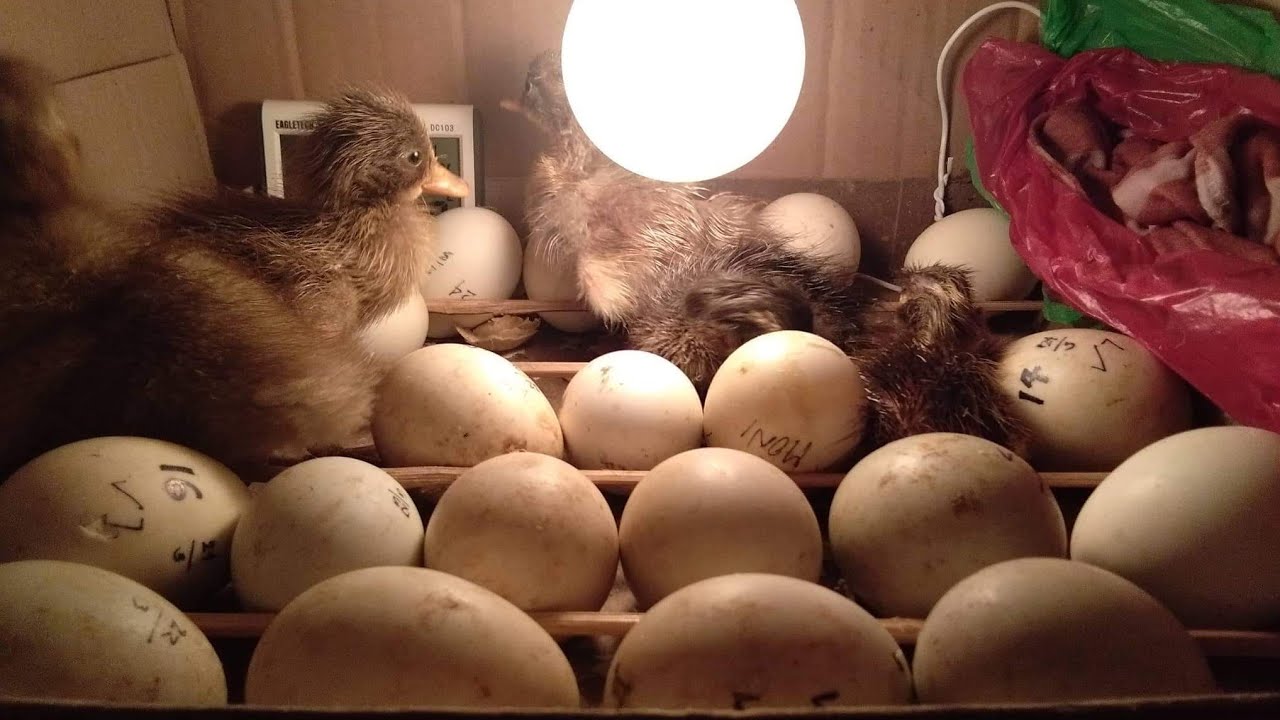 Incubator Fridge Update It works !! YouTube