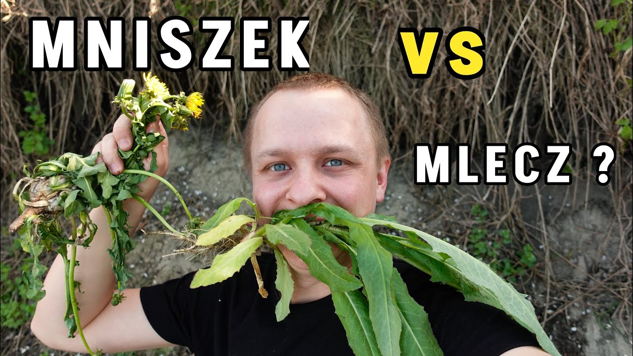MLECZ vs. MNISZEK vs. INNE - wielkie porównanie