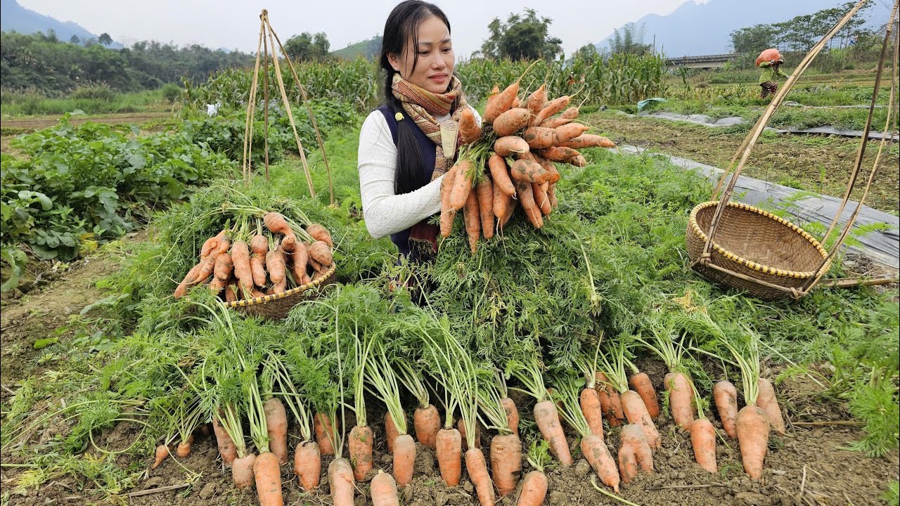 Harvesting Fresh Carrots to Make Homemade Jam | Selling at the Market