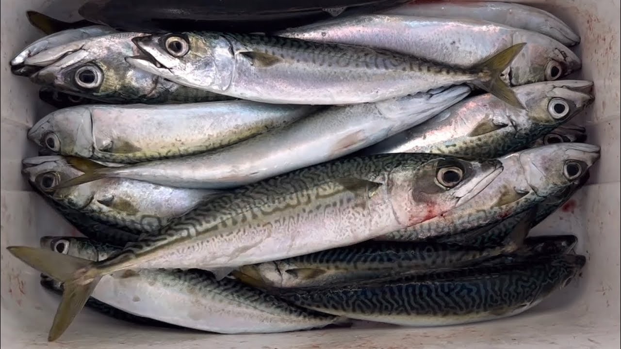 First Fishing for 2023 (Redondo beach Pier)
