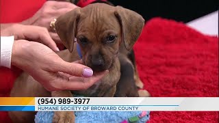 Adopt A Pet: Feb. 20