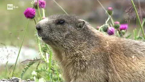 Che animali ci sono nella montagna?