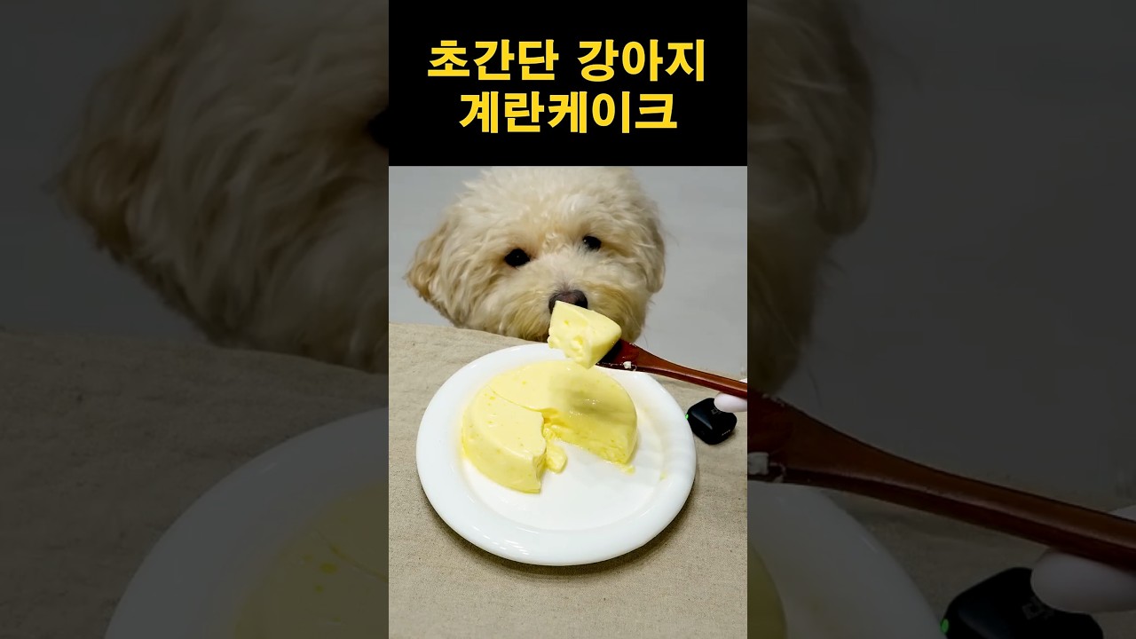 강아지 계란케이크 제조법 | 초간단 강아지 간식 만들기