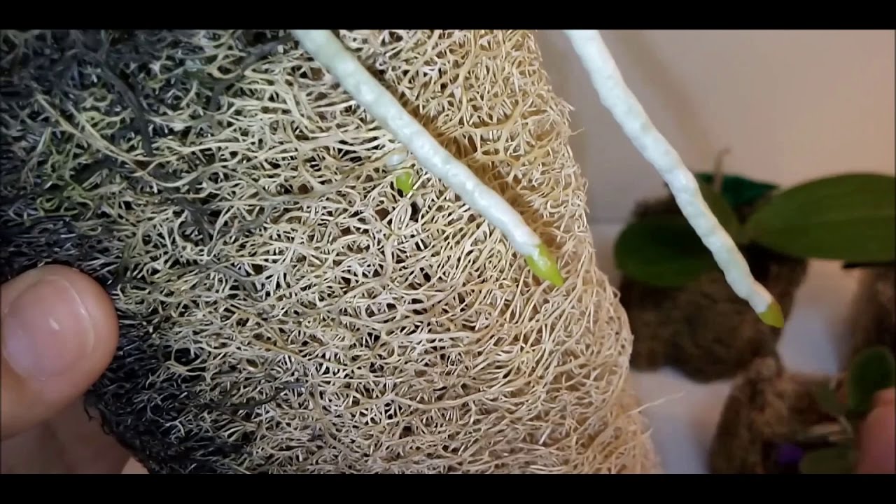 ORQUÍDEAS na BUCHA VEGETAL- RESULTADOS