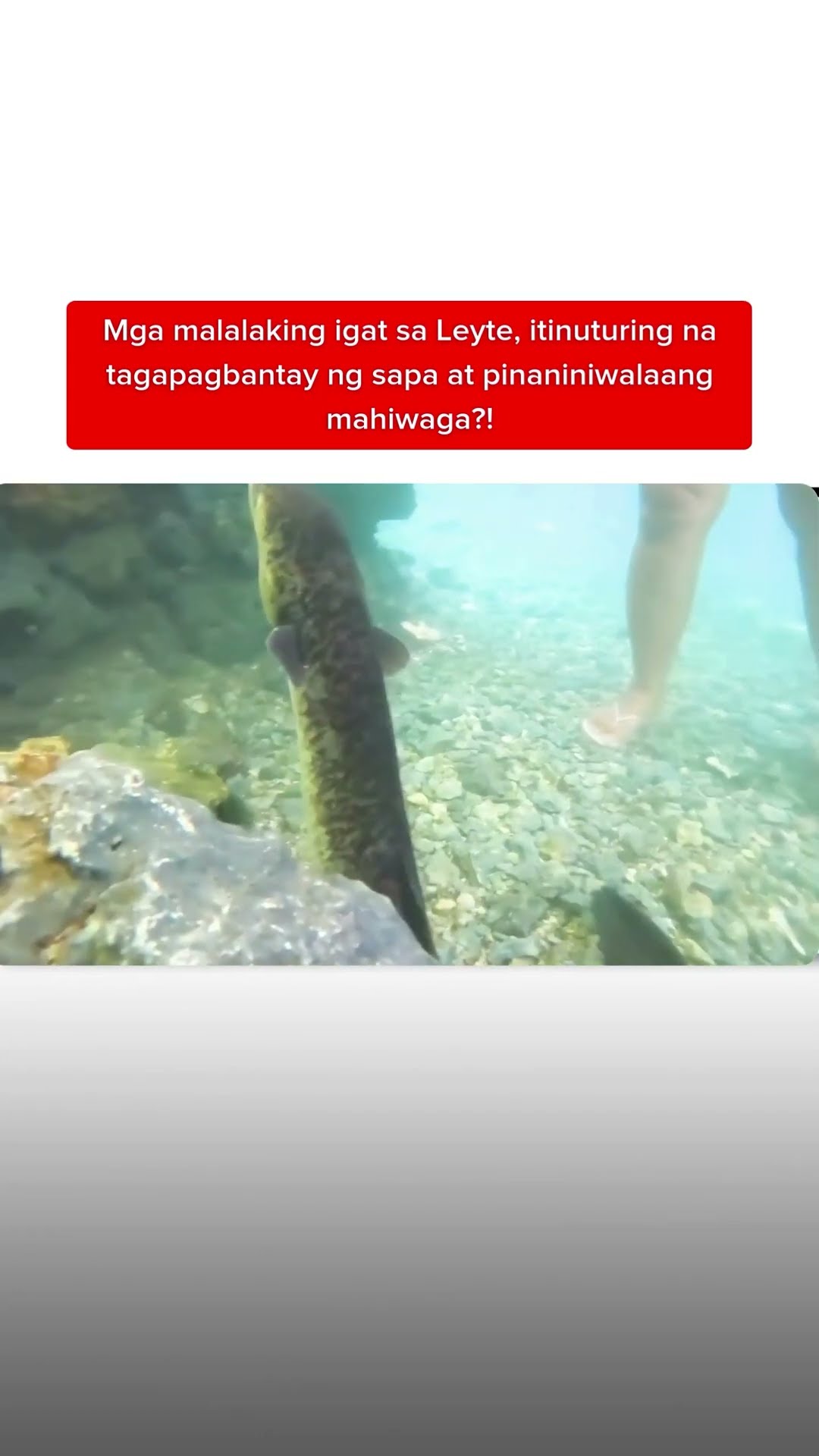 Mga malalaking igat, tagapagbantay ng sapa at pinaniniwalaang mahiwaga?! | Kapuso Mo, Jessica Soho