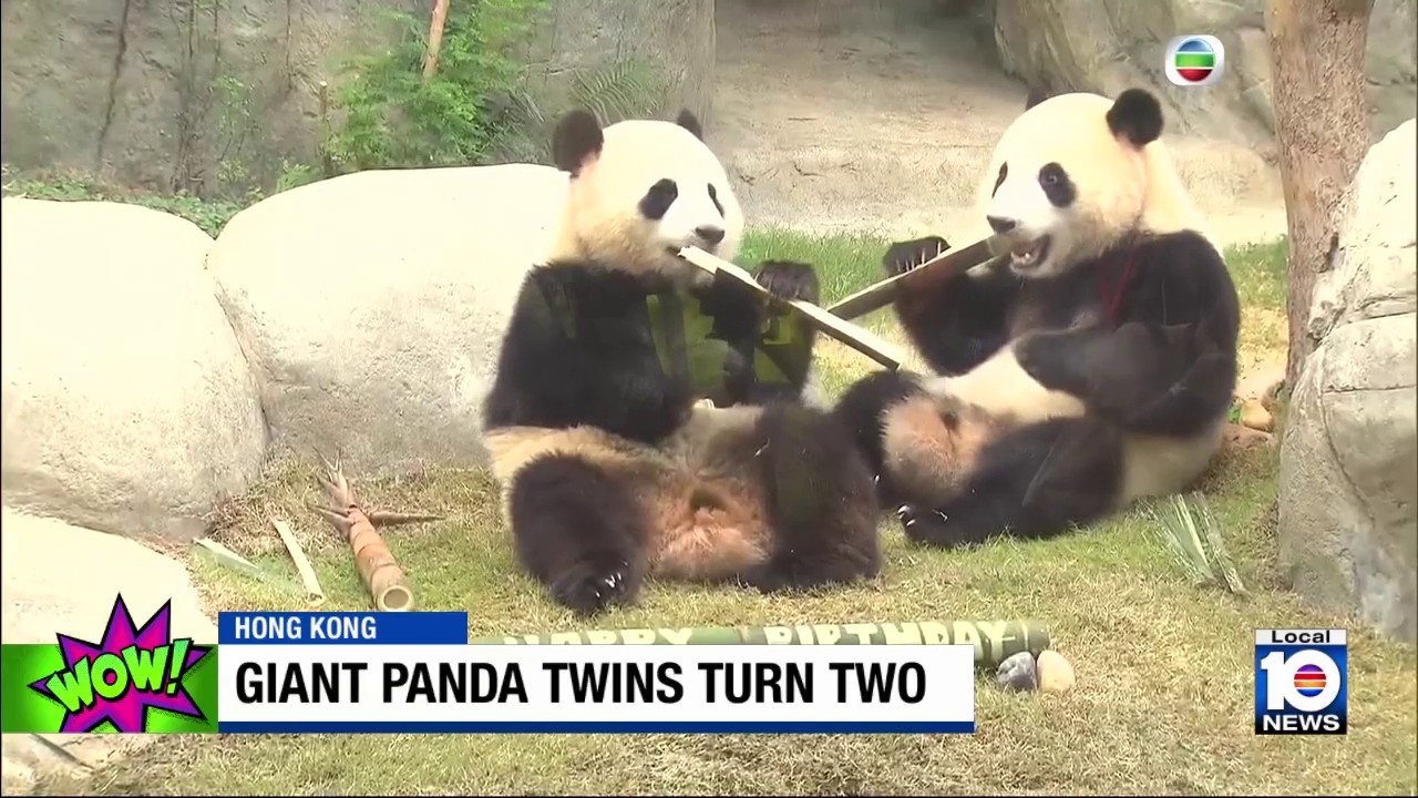 Giant panda twins in Hong Kong turn 2 - YouTube