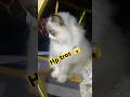 Kalo lagi bahagia Hp tros 😱 #viralvideo #cat #funny