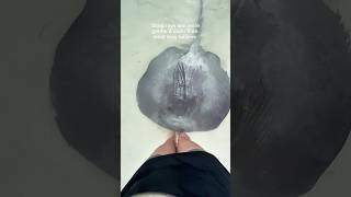 Sting rays are so beautiful, calm, & gentle.