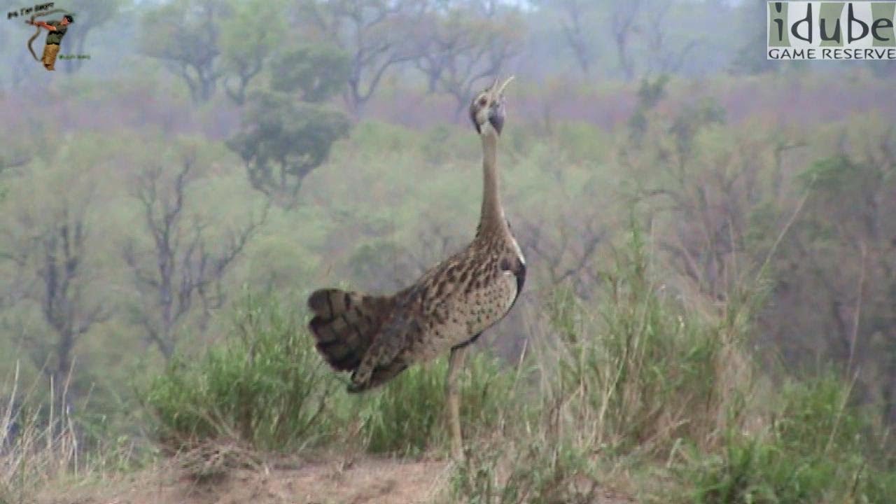 Black-Bellied Bustard (Korhaan) Calling