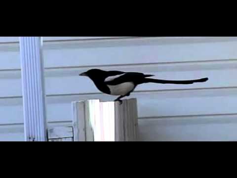 Magpie in slow motion