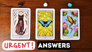 Urgent Answers Sent From The Universe! 🍀⏐PICK A CARD
