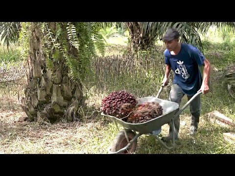 Некого нанимать: в Малайзии не хватает рабочих-мигрантов