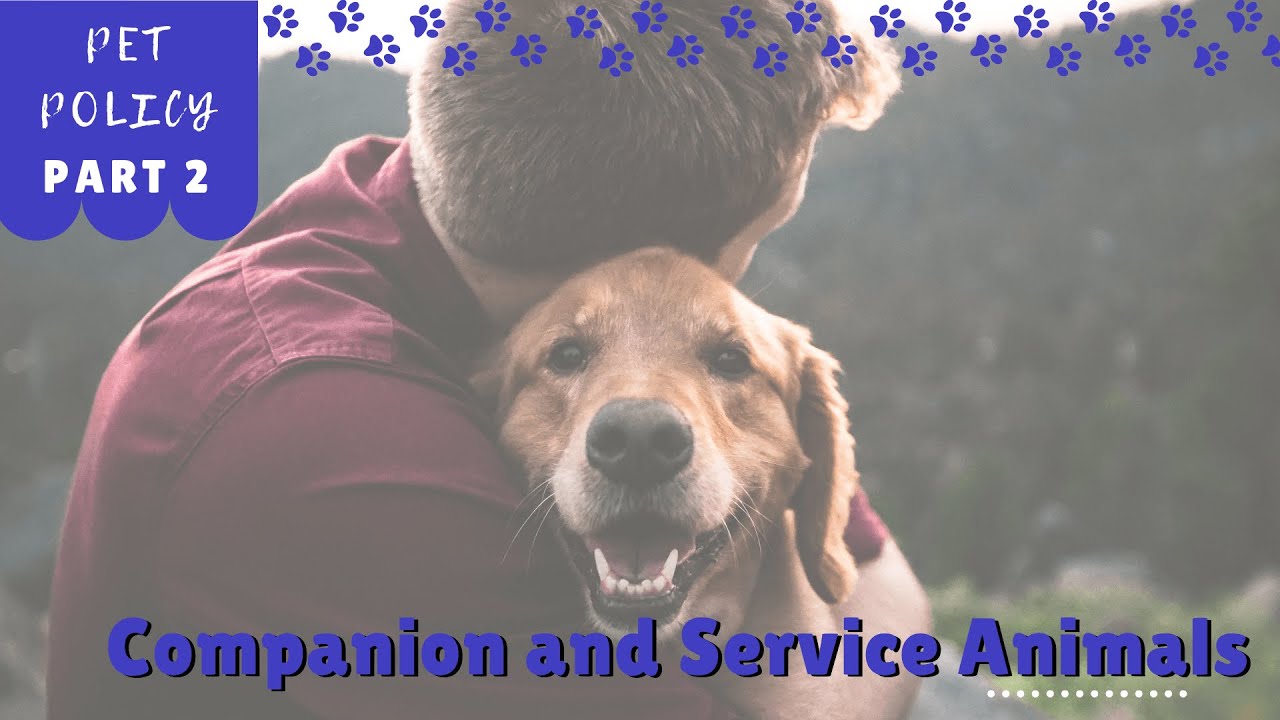 How to be a landlord in San Jose Pet Policy Part 2 Companion and Service Animals YouTube