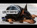 ✔ Цвергпинчер -  активный азартный пёс, всегда готовый на авантюру