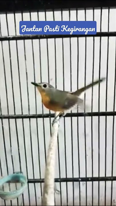 Hadapkan Hpnya, goyangan balasnya. (TLEDEKAN BETINA KEBELET KAWIN)