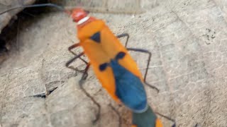 Hewan Ber,Kepala Dua.