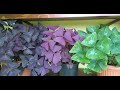 Размножение треугольной кислицы листом / Oxalis triangularis. Часть первая.