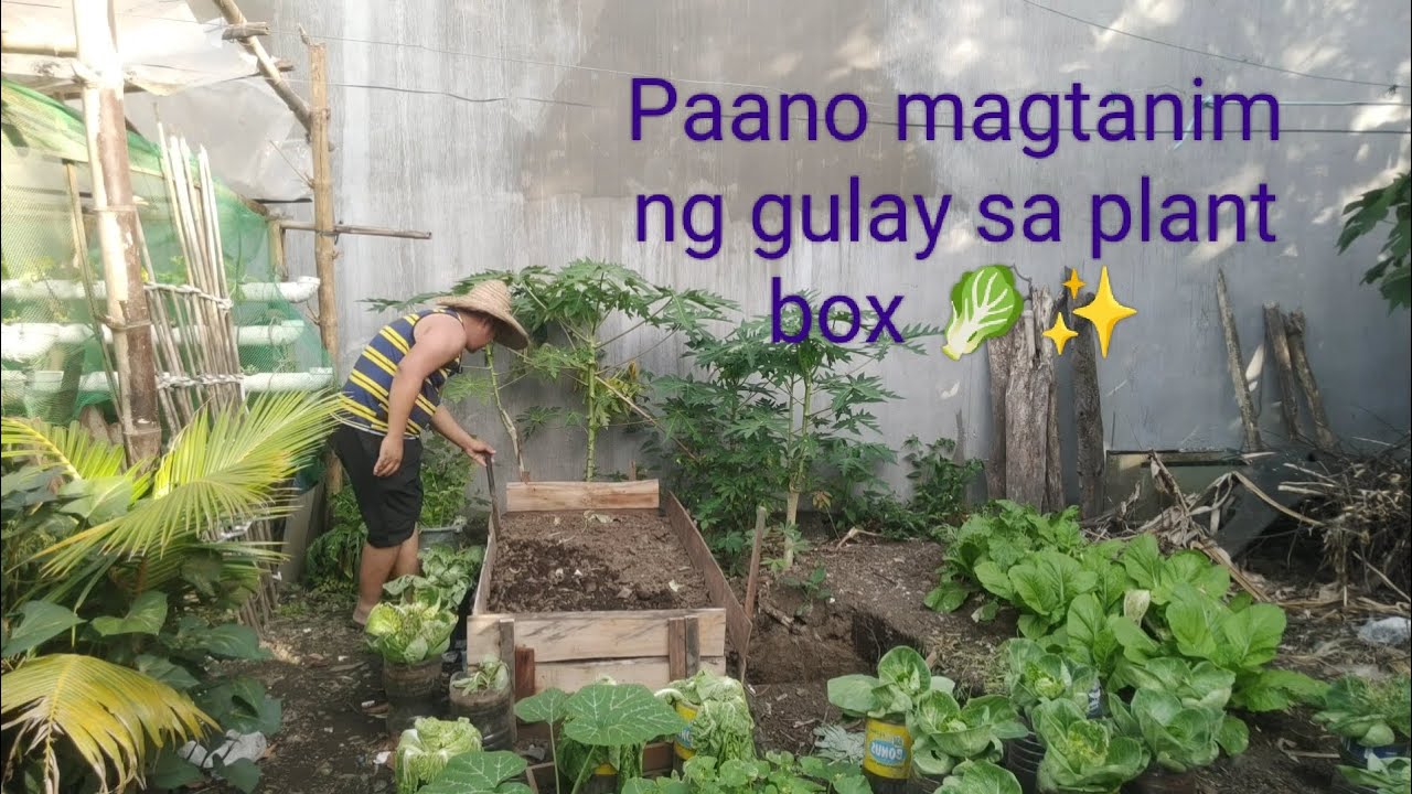 Vlog #7 farm update + pagtatanim ng mustasa sa plant box 😁✨