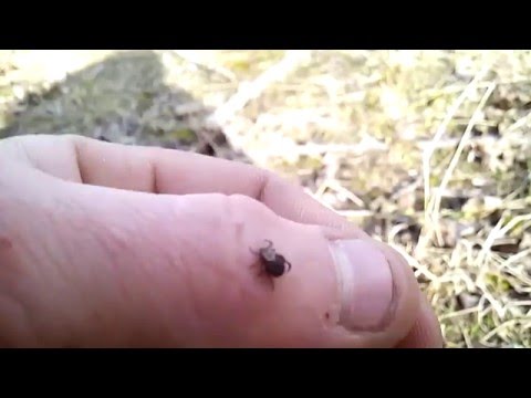 Video: Tick habitat in nature