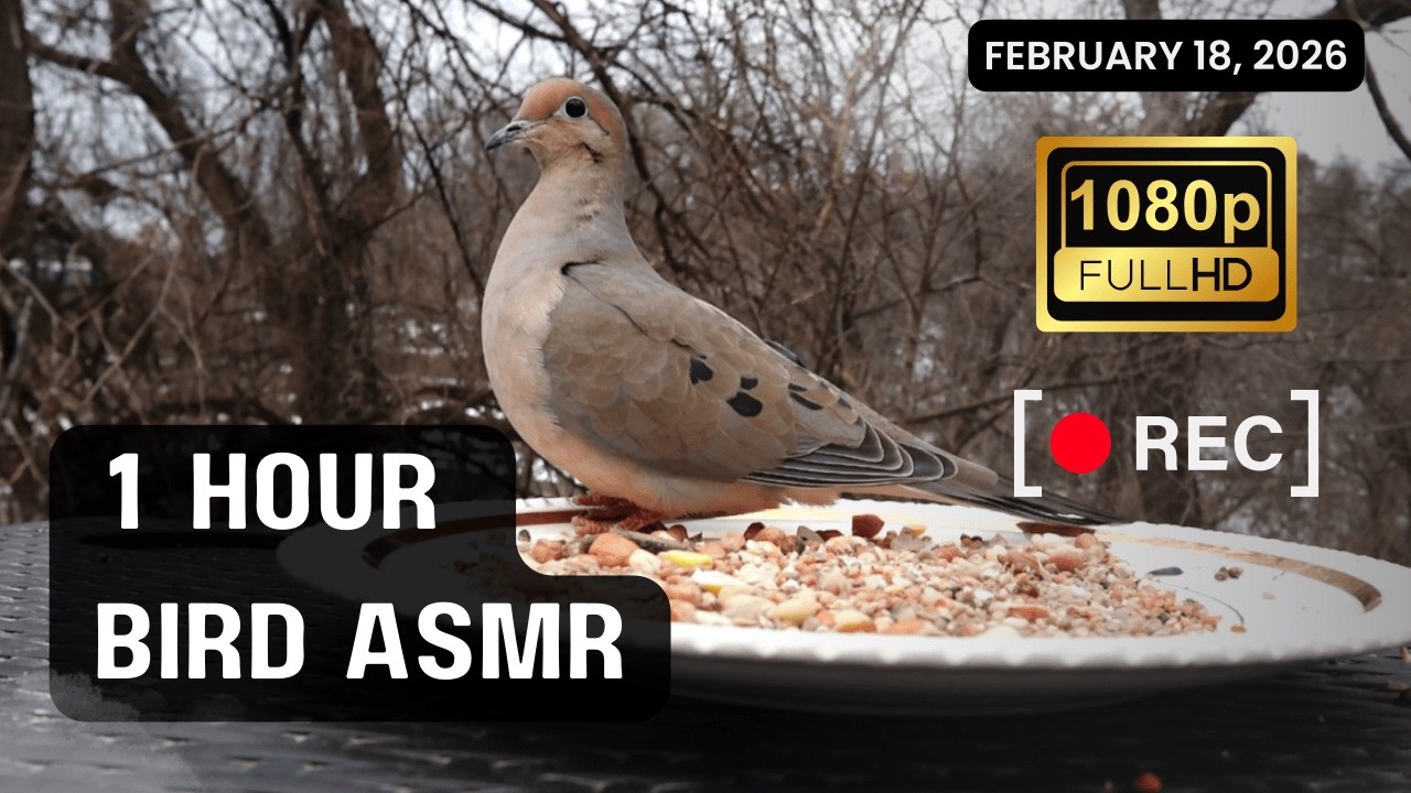 Relaxing Nature Sounds | 1 Hour Natural ASMR (No Music)