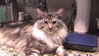 Maine Coon, Beau Chattering  122210.wmv