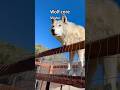 Wolf Core Wolf Core Wolf Wolves Tiktok Fyp Fypシ Funnyanimals Funnyvideos 