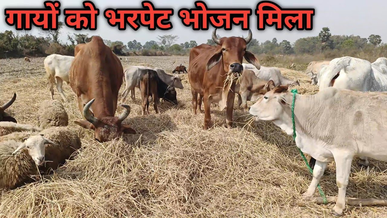 Bull Fight || Cow Eating Straw || bull video ||